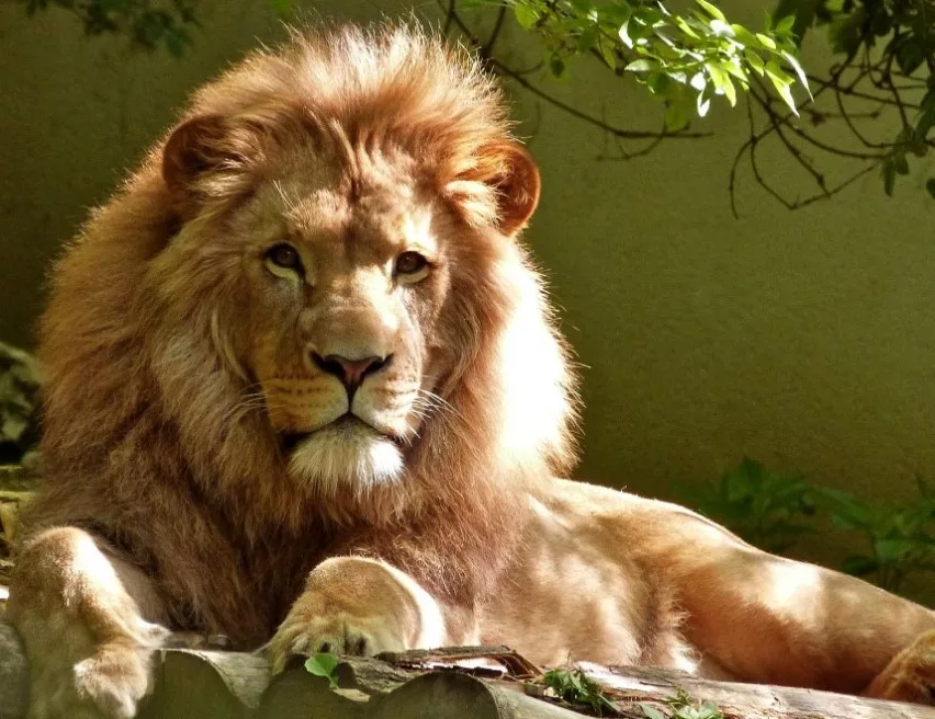 leon rey de la selva